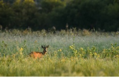 Råbock (Capreolus capreolus)