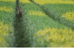 Råget (Capreolus capreolus)