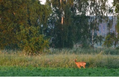 Råget (Capreolus capreolus)