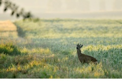 Råbock (Capreolus capreolus)