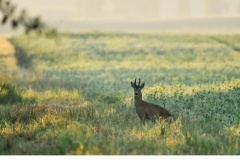 Råbock (Capreolus capreolus)