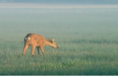 Råget (Capreolus capreolus)