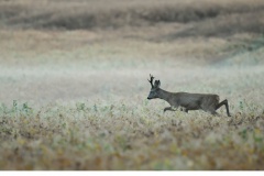 Råbock (Capreolus capreolus)