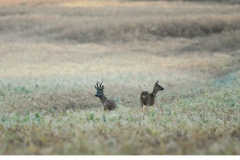 Råbock (Capreolus capreolus)