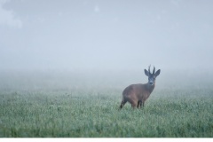 Råbock (Capreolus capreolus)