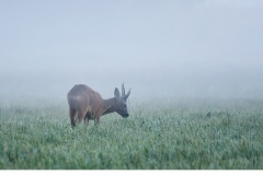 Råbock (Capreolus capreolus)