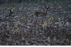 Råget,  kid (Capreolus capreolus)