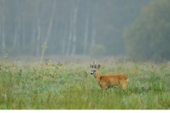 Råbock (Capreolus capreolus)