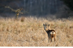 Råbock (Capreolus capreolus)