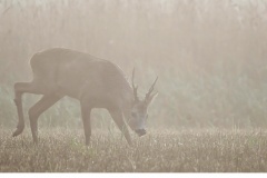 Råbock (Capreolus capreolus)