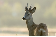 Råbock (Capreolus capreolus)