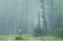 Råbock (Capreolus capreolus)