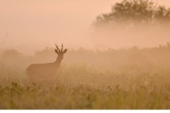 Råbock (Capreolus capreolus)