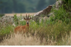 Råbock (Capreolus capreolus)