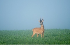 Råbock (Capreolus capreolus)