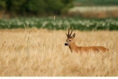 Råbock (Capreolus capreolus)