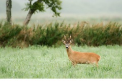 Råbock (Capreolus capreolus)