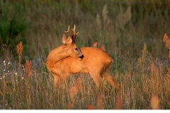 Råbock (Capreolus capreolus)