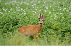 Råbock (Capreolus capreolus)