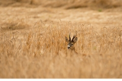 Råbock (Capreolus capreolus)