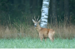 Råbock (Capreolus capreolus)