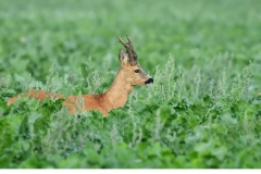 Råbock (Capreolus capreolus)