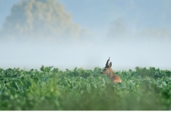 Råbock (Capreolus capreolus)