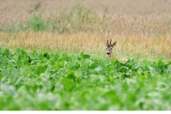 Råbock (Capreolus capreolus)