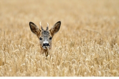 Råbock (Capreolus capreolus)