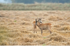 Råbock (Capreolus capreolus)