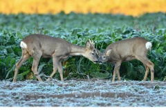 Råbock (Capreolus capreolus)