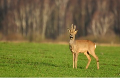 Råbock (Capreolus capreolus)