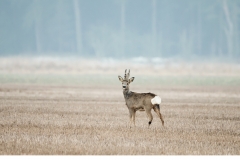 Råbock (Capreolus capreolus)