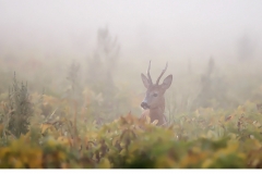 Råbock (Capreolus capreolus)