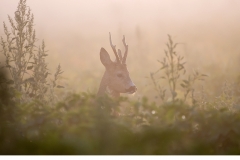 Råbock (Capreolus capreolus)