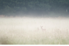 Råget, kid (Capreolus capreolus)