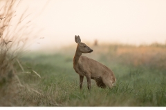 Råget (Capreolus capreolus)