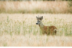 Råbock (Capreolus capreolus)