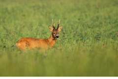 Råbock (Capreolus capreolus)