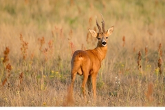 Råbock (Capreolus capreolus)