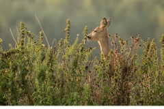 Råget (Capreolus capreolus)