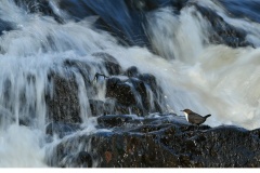 Strömstare (Cinclus cinclus)