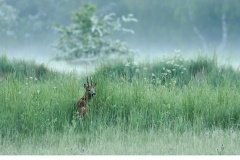 Råbock (Capreolus capreolus)