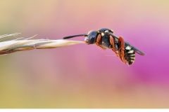 Prickgökbi (Nomada flavopicta)