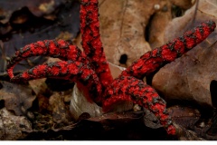 Bläckfisksvamp (Clathrus archeri)