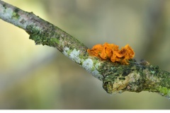 Gullkrös (Tremella mesenterica)