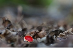 Scharlakansskålen (Sarcoscypha austriaca)