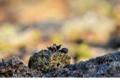 Podosordaria tulasnei (Familjen kolkärnsvampa)