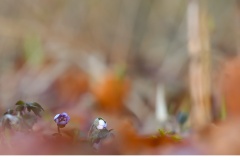 Blåsippa (Hepatica nobilis)