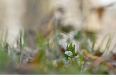 Vitsippa (Anemone nemorosa)